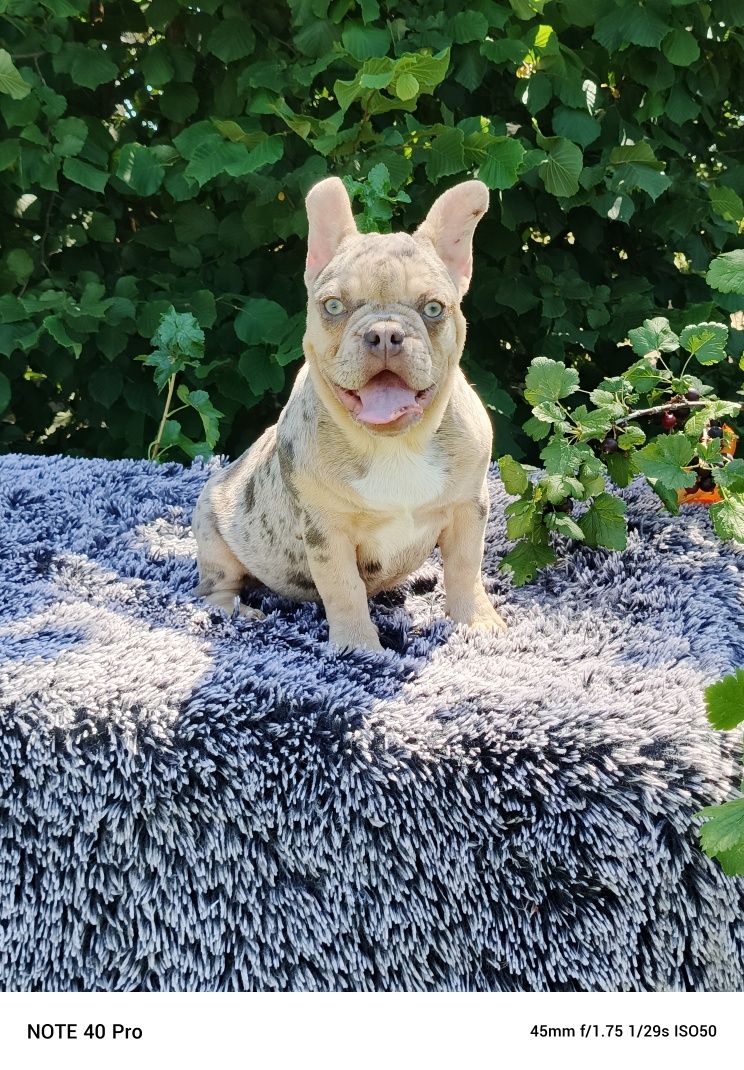 Buldog francuski