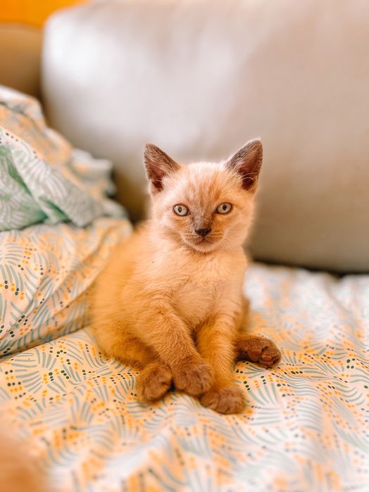 Gatinhos siamês bebes