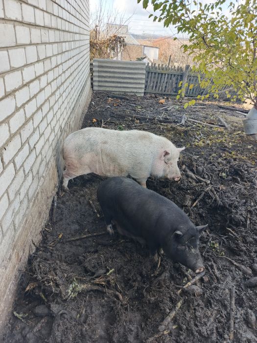 Продам в'єтамського кнура