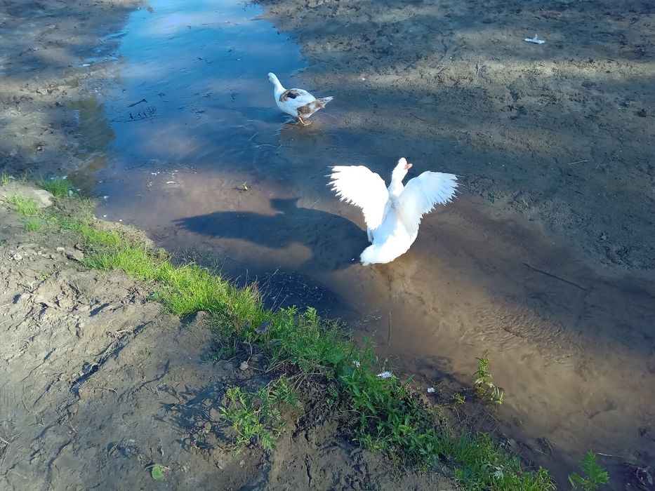 Продим качки шипуни