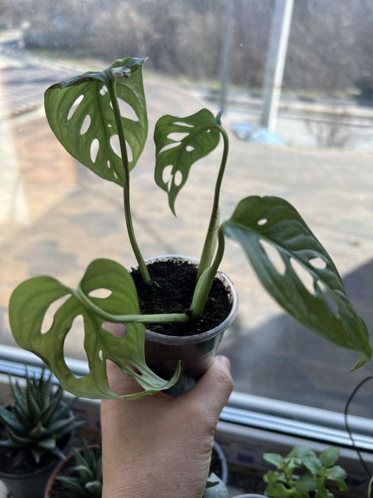 Монстера Адансона