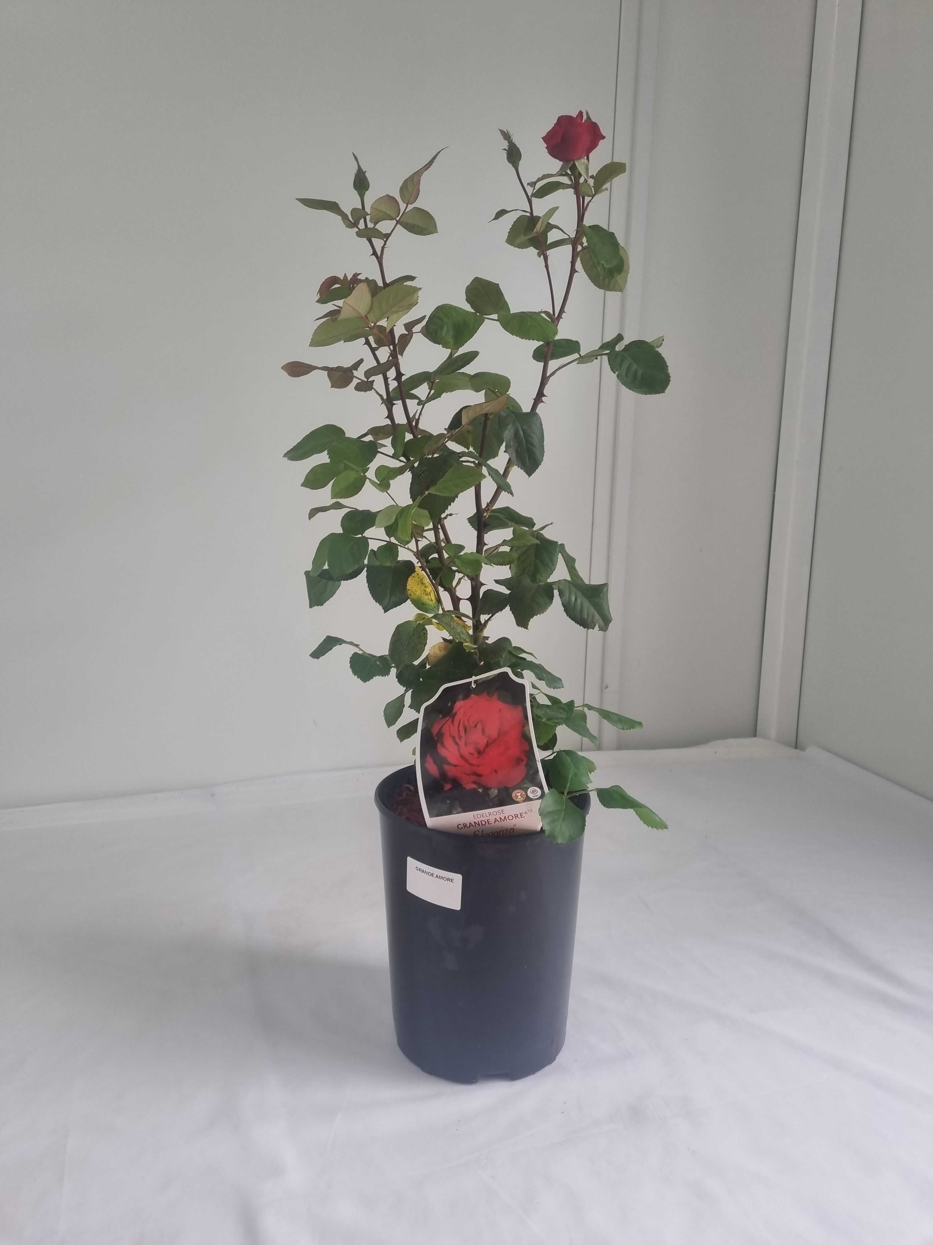 Róża Wielkokwiatowa Grande Amore – Intensywnie Czerwona, Wys. 80 cm,2L