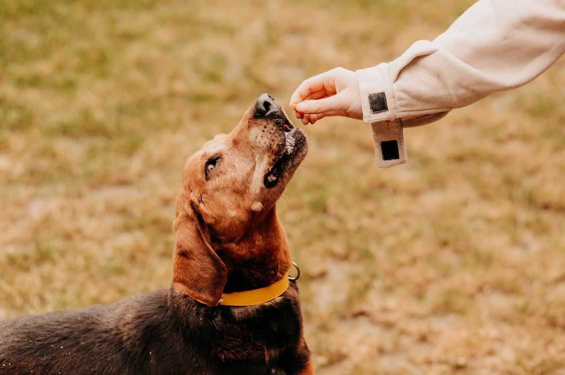 Ciekawska, aktywna sunia poleca się do adopcji!!!