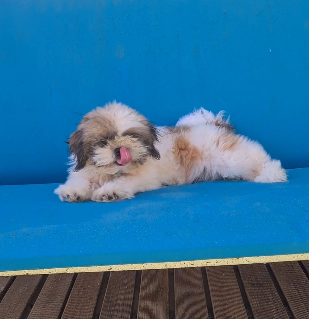 Linda Shih-tzu macho