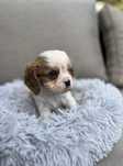 Cavalier King Cgarles Spaniel Fuks