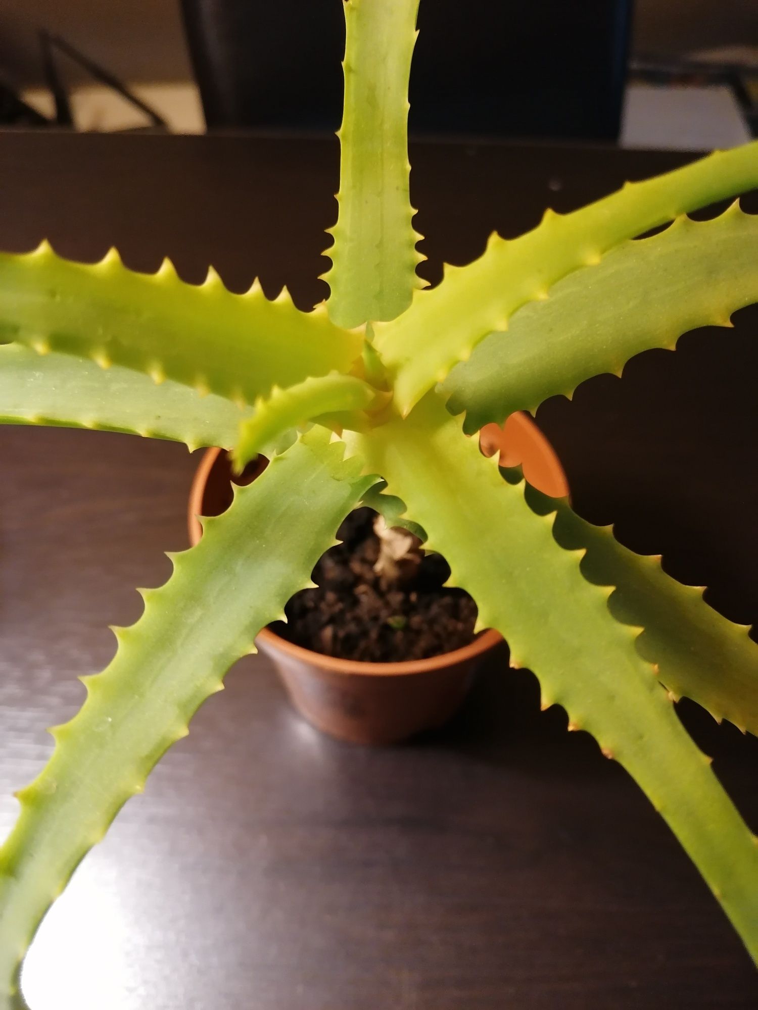 Aloes sadzonka 15-20 cm dobrze ukorzeniona