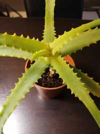 Aloes sadzonka 15-20 cm dobrze ukorzeniona