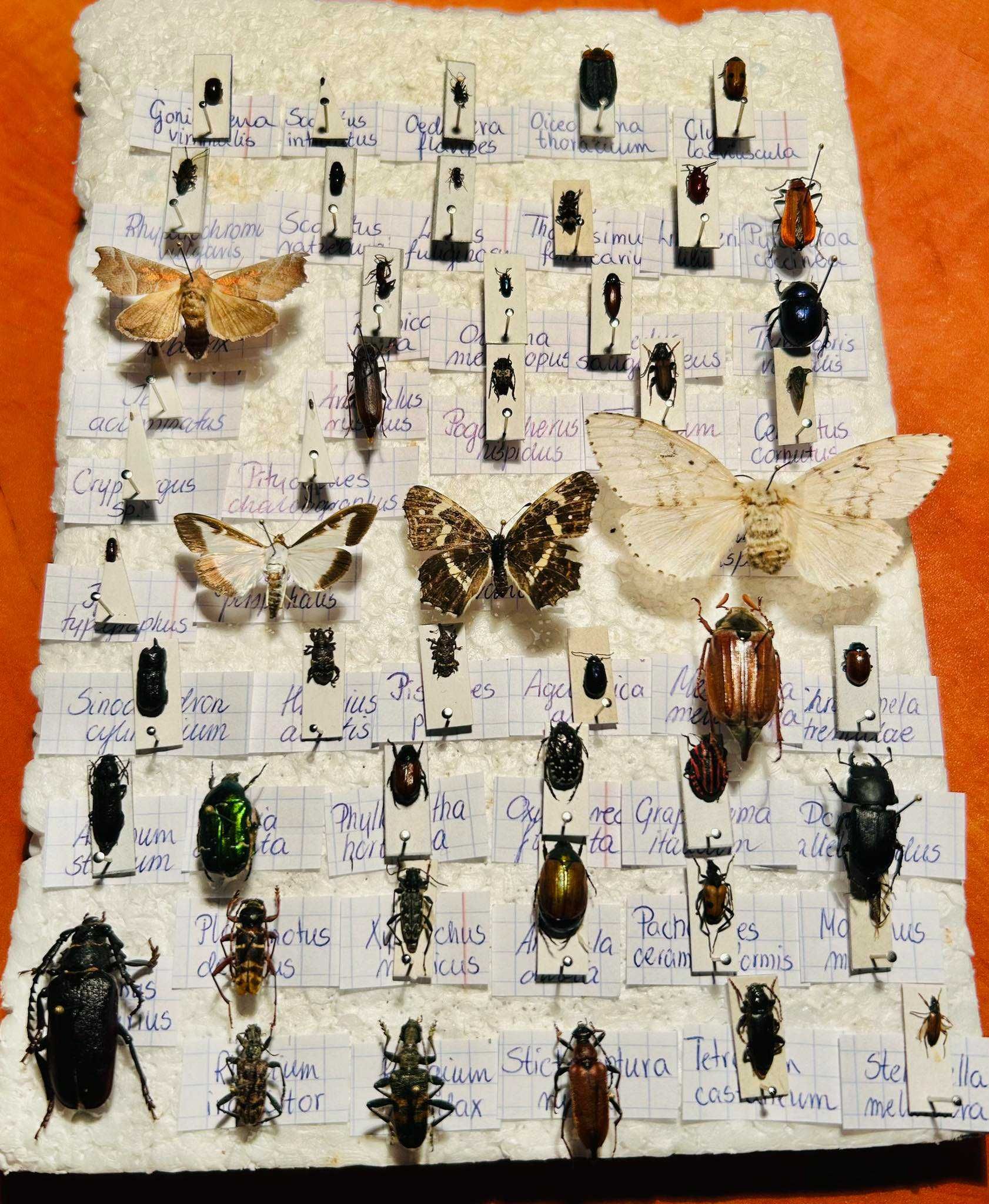Kolekcja spreparowanych owadów (50 gat)