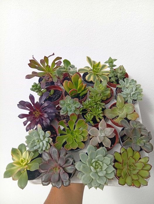 Suculentas 20 unidades
