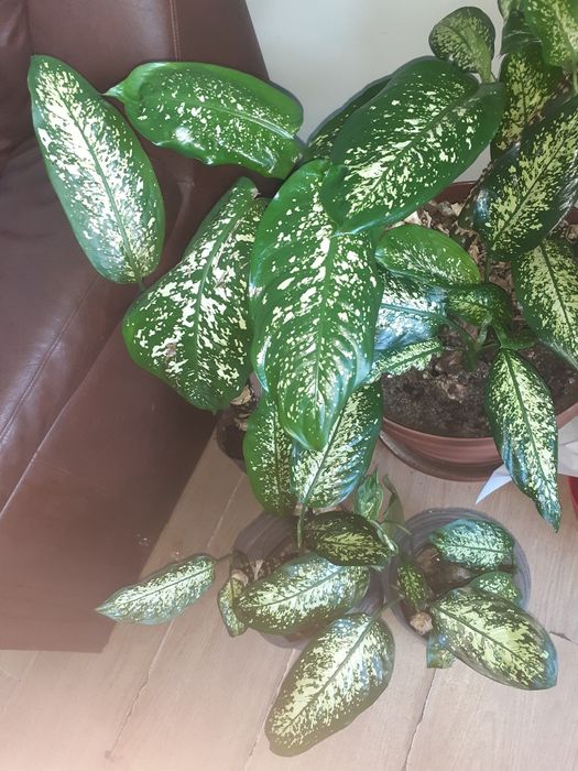 Продається Діфенбахія