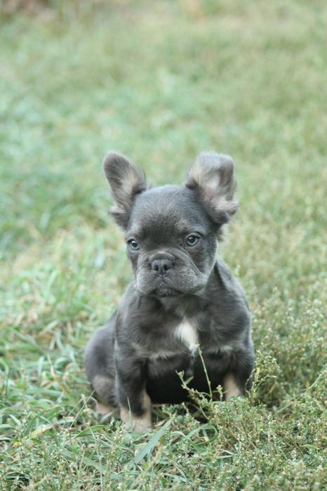 Французики fluffy ждут своих родителей;)