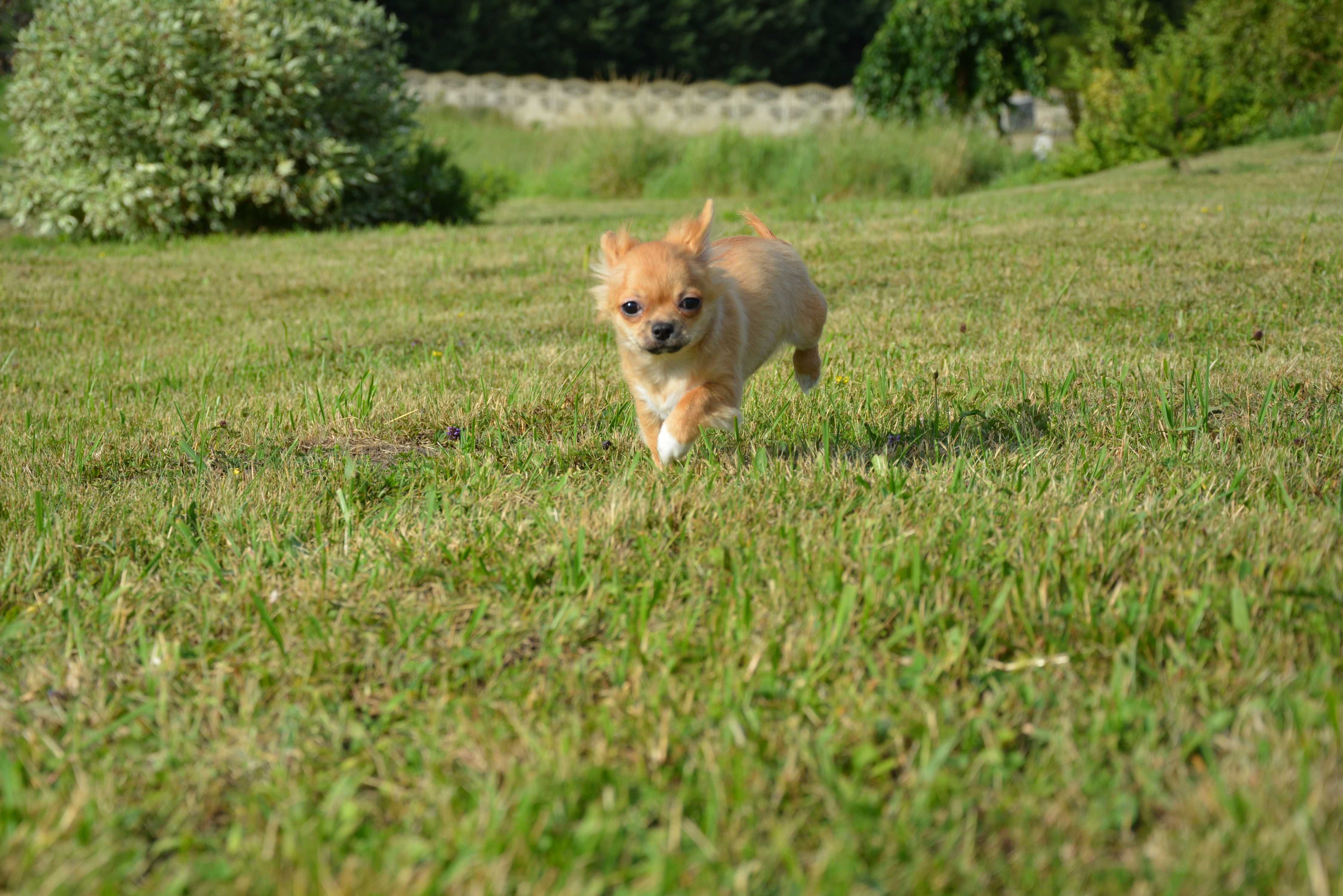 chihuahua chłopak długowłosy ZKwP FCI