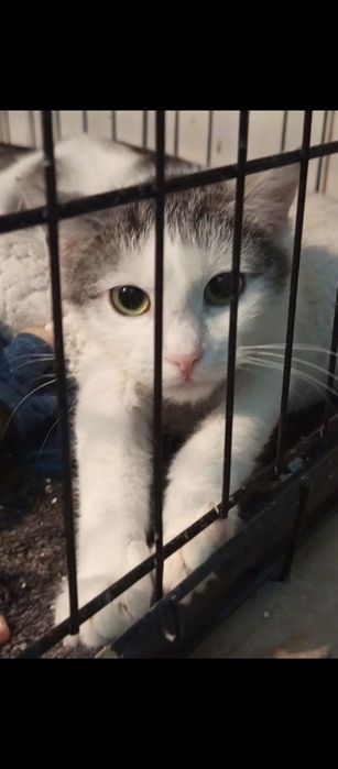 Roczna kotka szuka domu niewychodzacego