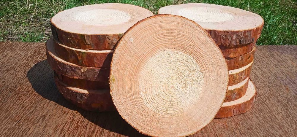 Plastry drewna, 25 sztuk, 15-20cm, krążki drewniane, na stroiki