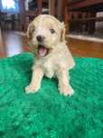 Maltipoo   piesek