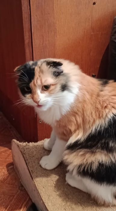 Вісловуха дівчинка шукає дім