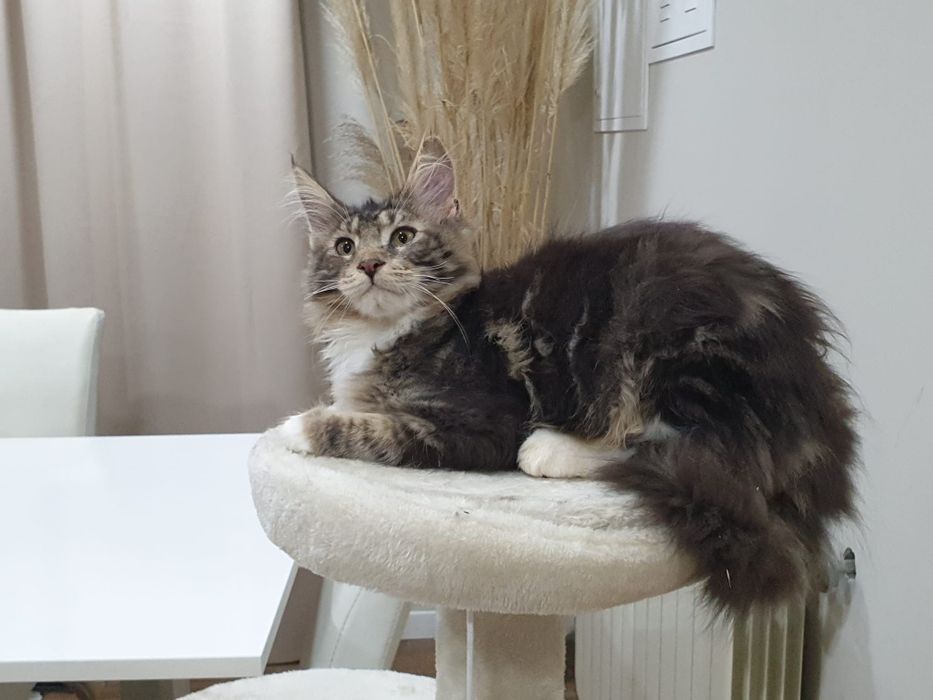 Macho Maine Coon com Lop