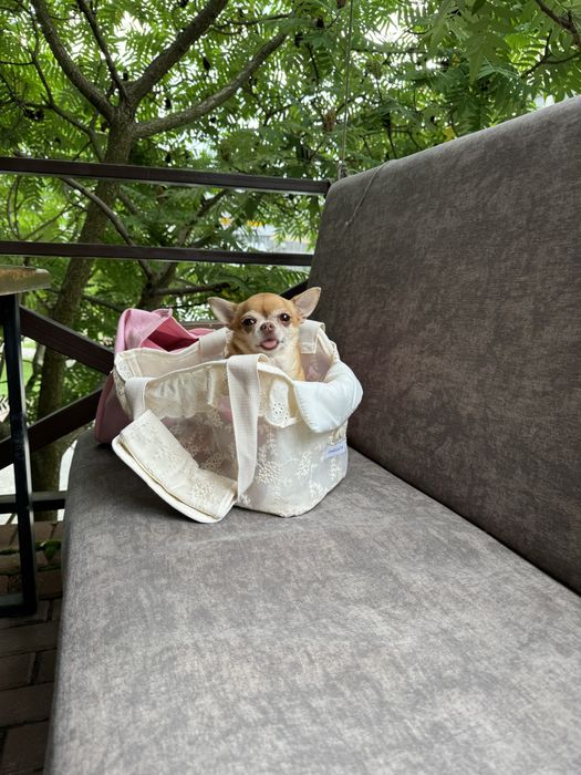 Сумка переноска для маленьких собак