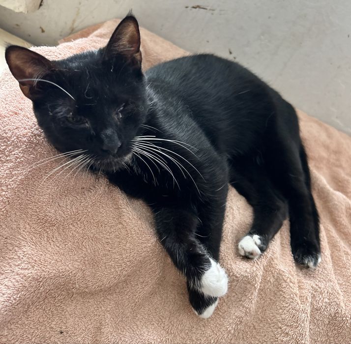 Ostoja mruczków kotka Zoja do adopcji