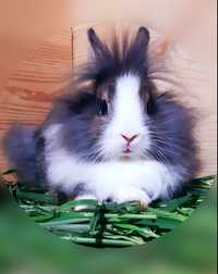 Карликовый мини кролик,порода "Львиная голова"
