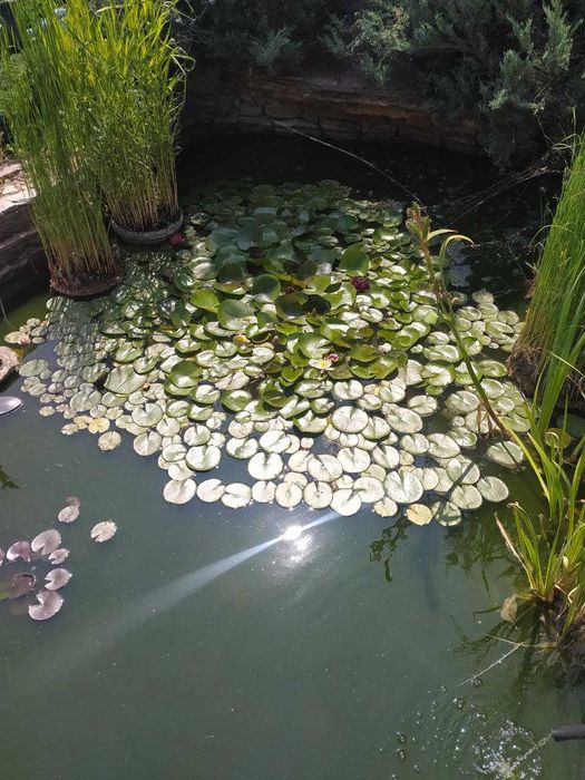 Водяная лилия, кувшинка, нимфея