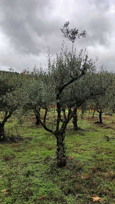 Oliveiras decorativas