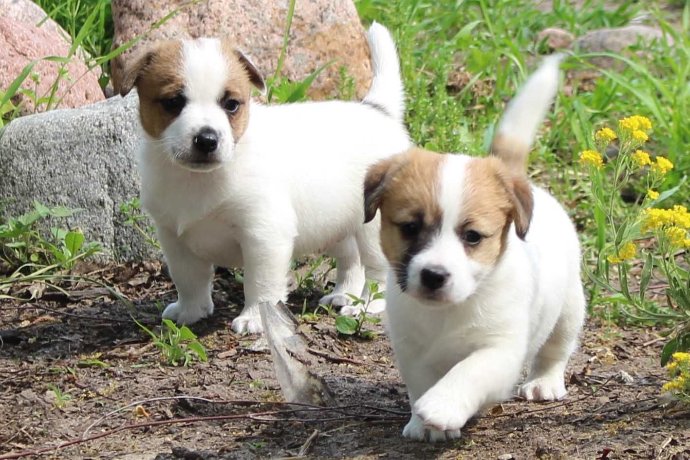 Jack Russell Terrier ZKwP/ FCI, suczka