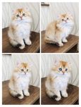 Неймовірний чистокровний золотий хлопчик , шоколадна шиншилла. Кошенят