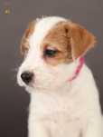 Jack Russell Terrier ZKwP FCI suczka po Championach