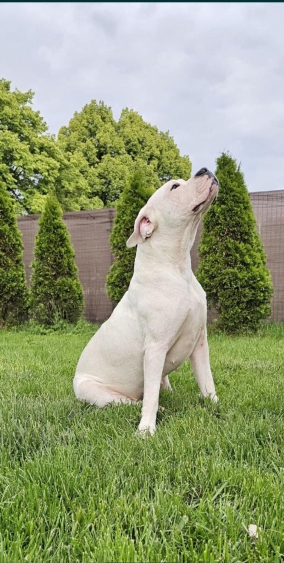 Dog Argentynśki FCI Dogo Argentino
