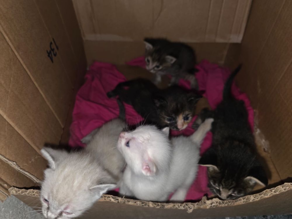 Pequeninos gatinhos