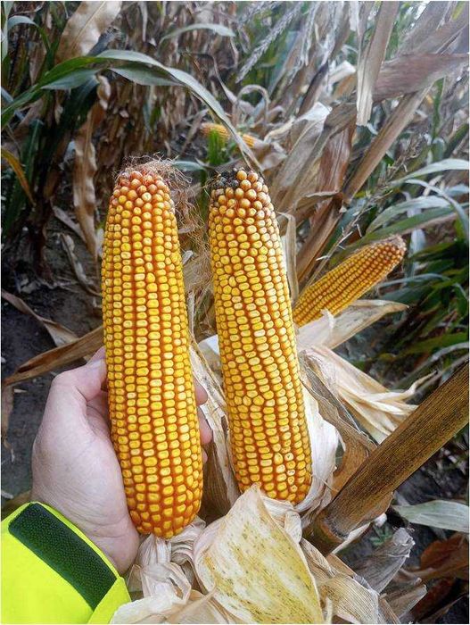 Nasiona kukurydzy ZE ELIZABETH ziarno FAO 280/290 (80 tys.) NOWOŚĆ