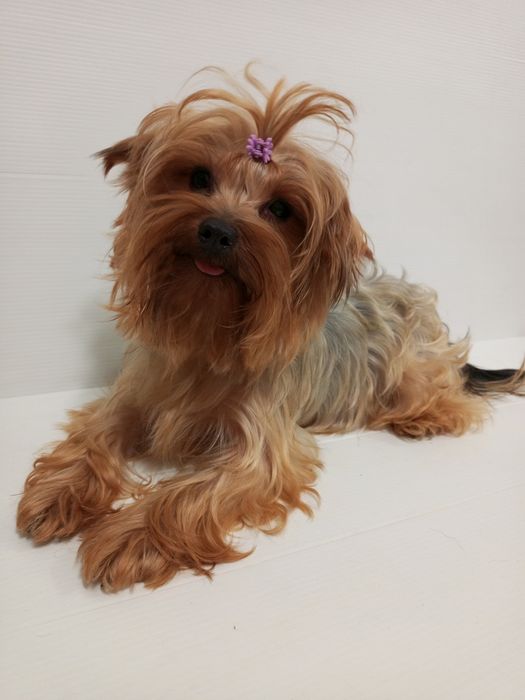 Красуня,міні Йоркширка в розведення.