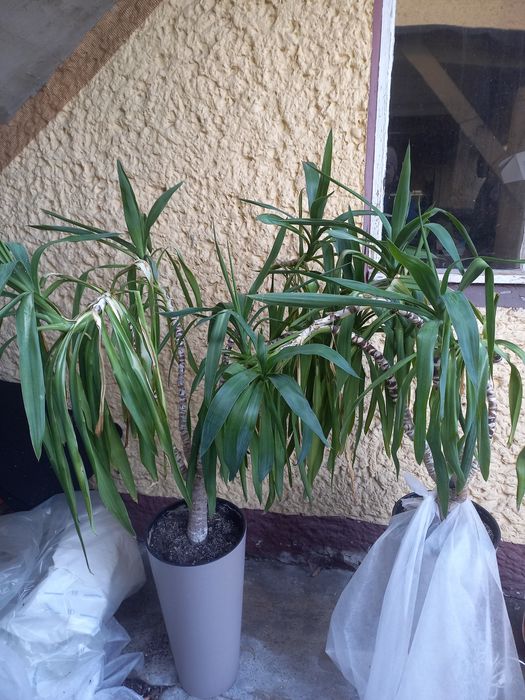 Yuca Juka kwiaty oddam