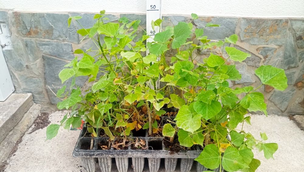 Erythrina Caffra ou Árvore Coral