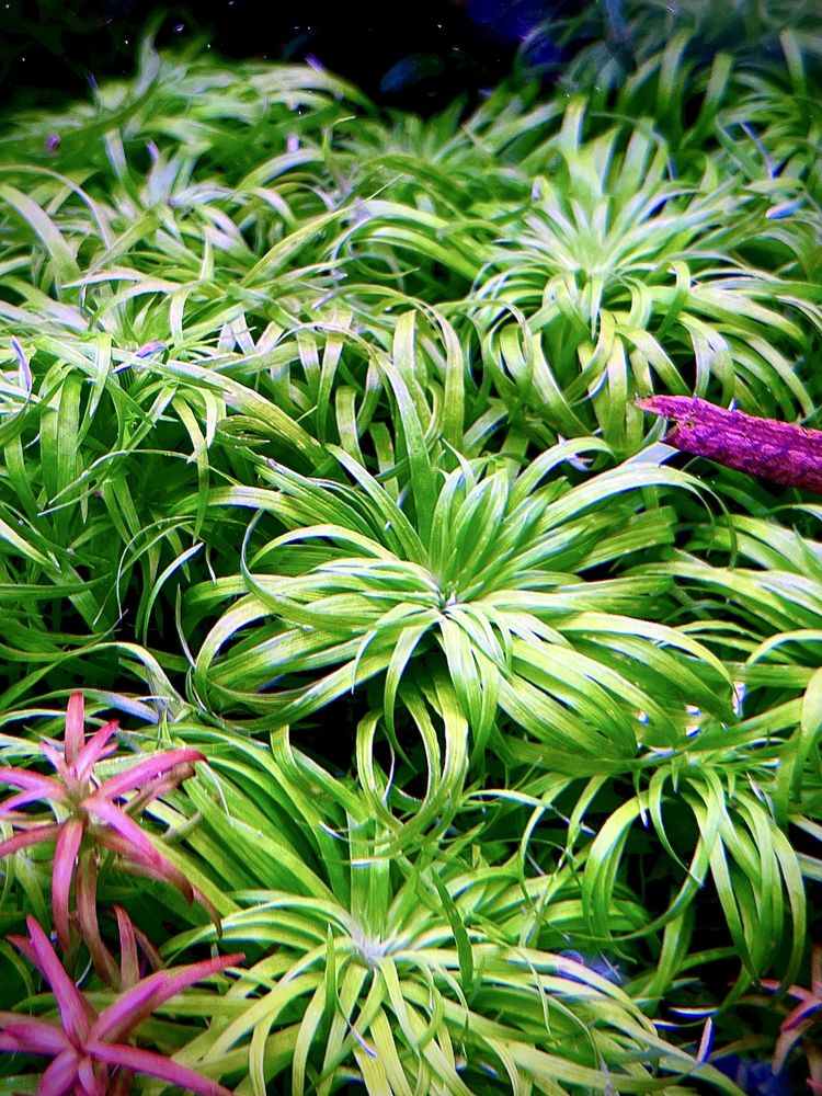 Syngonanthus Macrocaulon (Tonina Belem) - 6-10 cm