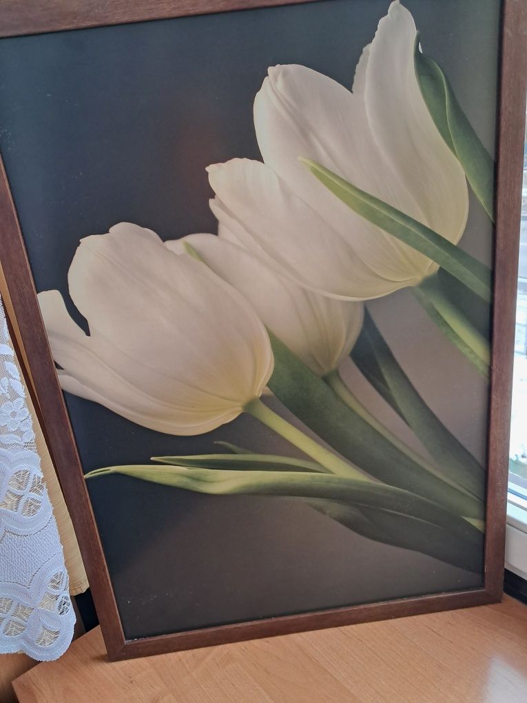 Obraz  Białe tulipany