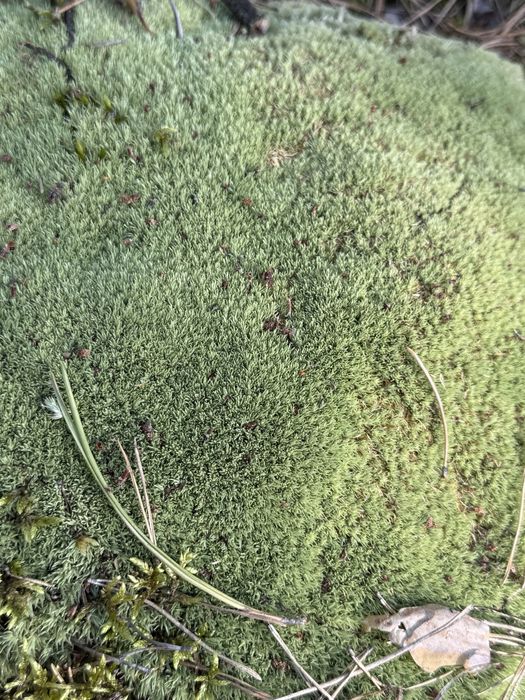 Живий та сухий лісовий мох