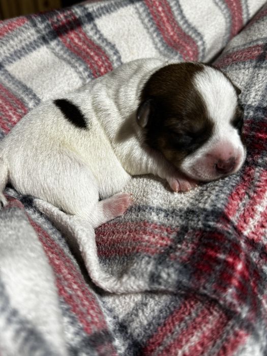 Дівчата - цуценята Джек Рассел Терьер