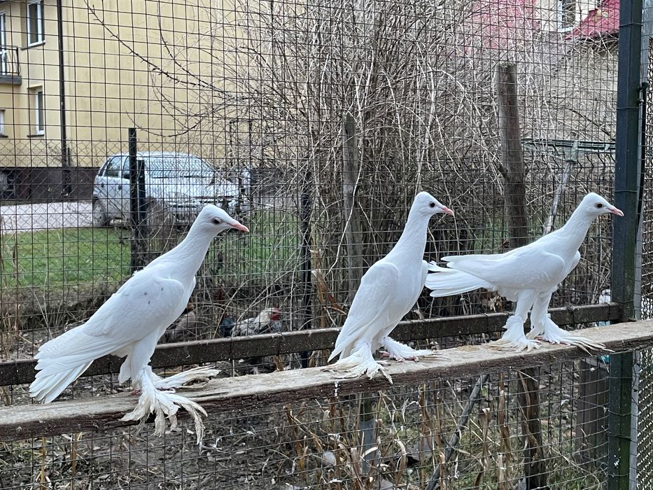 Sprzedam gołębie bociany