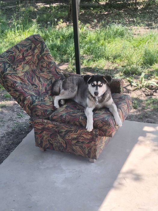 Віддам у добрі руки цуценята