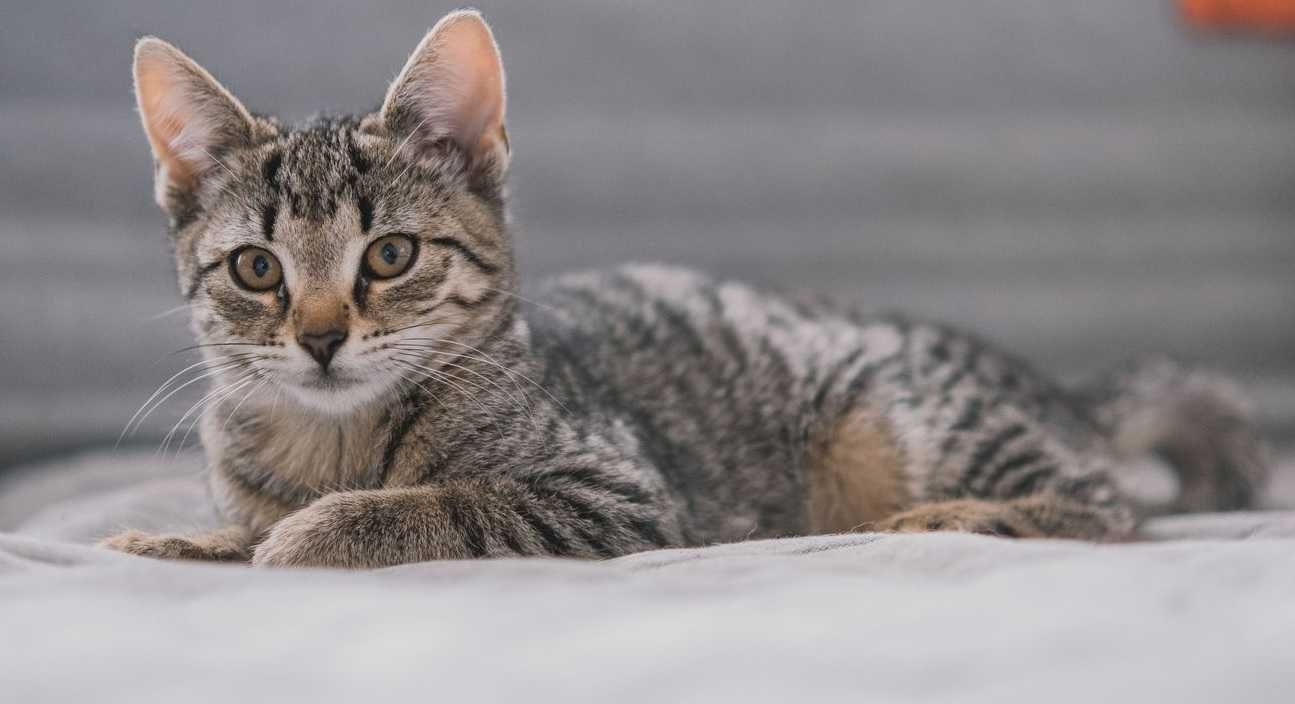 cudne maluchy rozne do adopcji