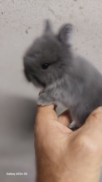 Coelhos anões  de qualidade