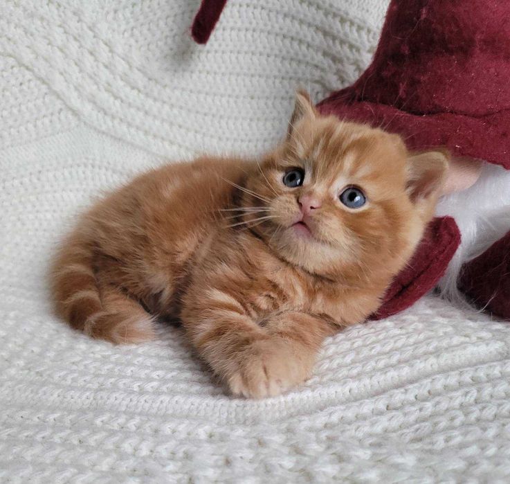 Плюшик та симпатяга! Милий хлопчик-кошеня в насичено-червоному мармурі