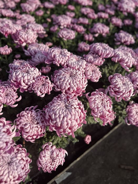 Chryzantemy - detal, hurt