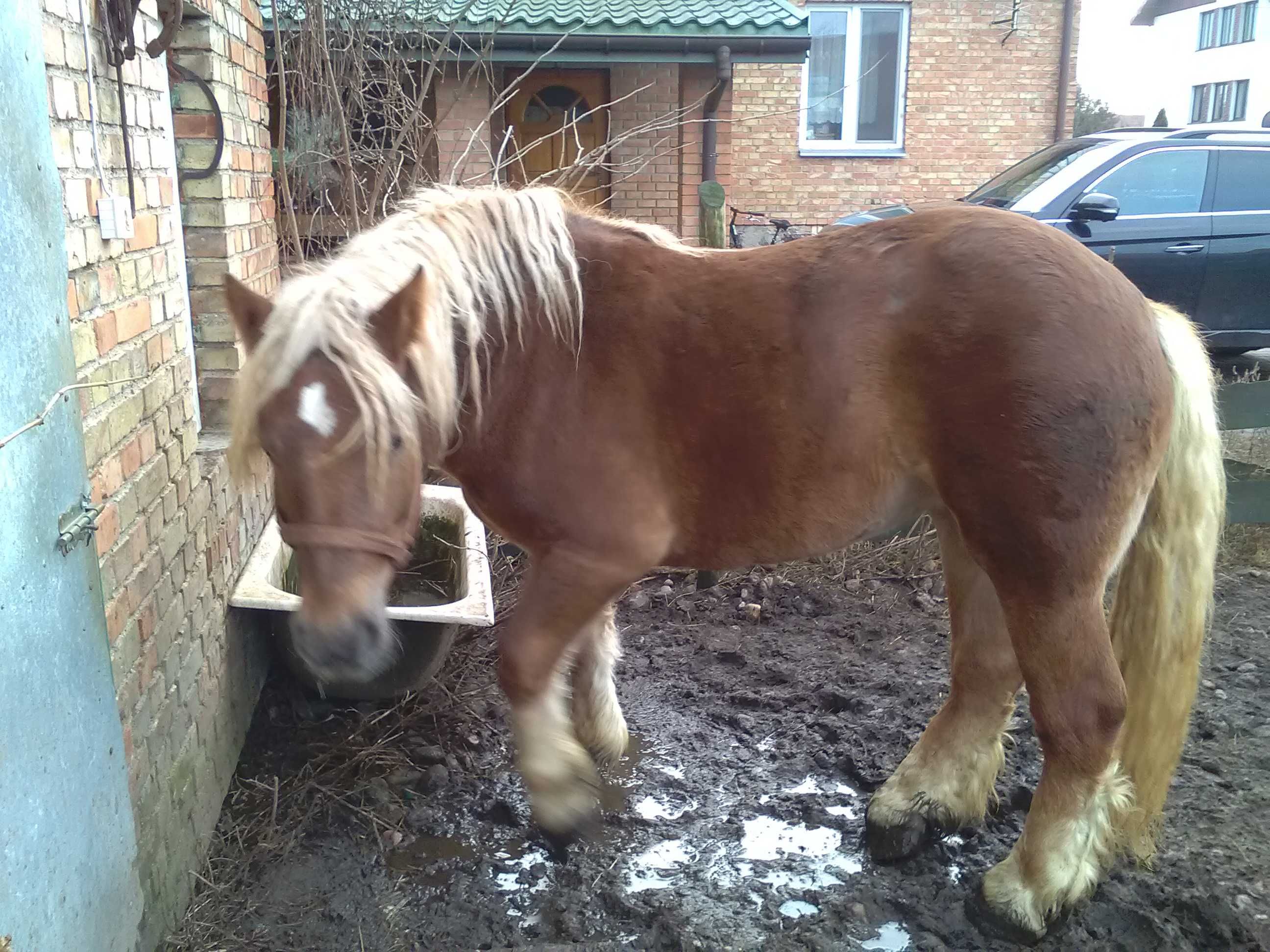 Klacz zimnokrwista źrebna