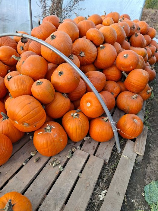 Dynia paszowa sprzedam