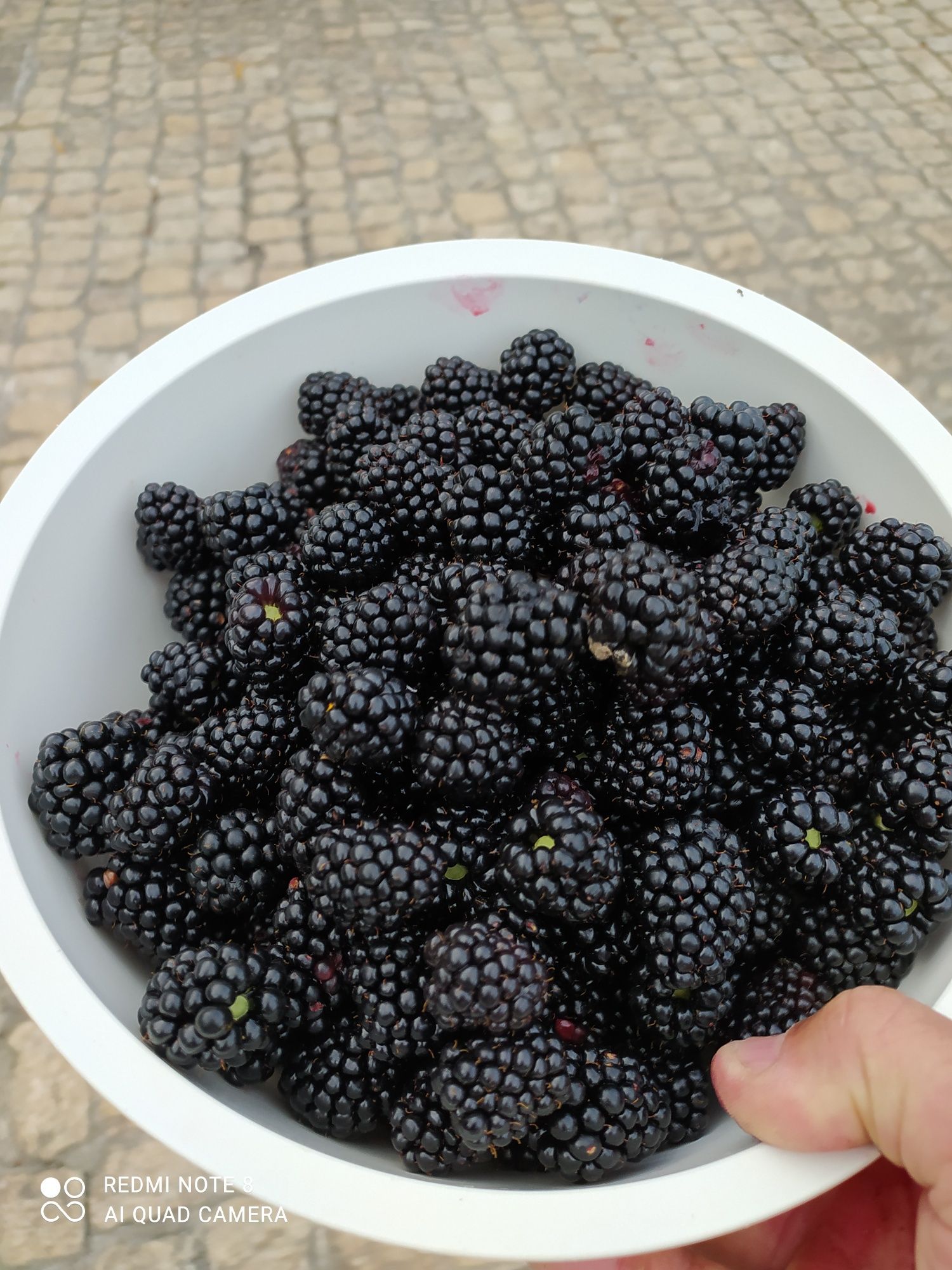 Amora gigante em vaso