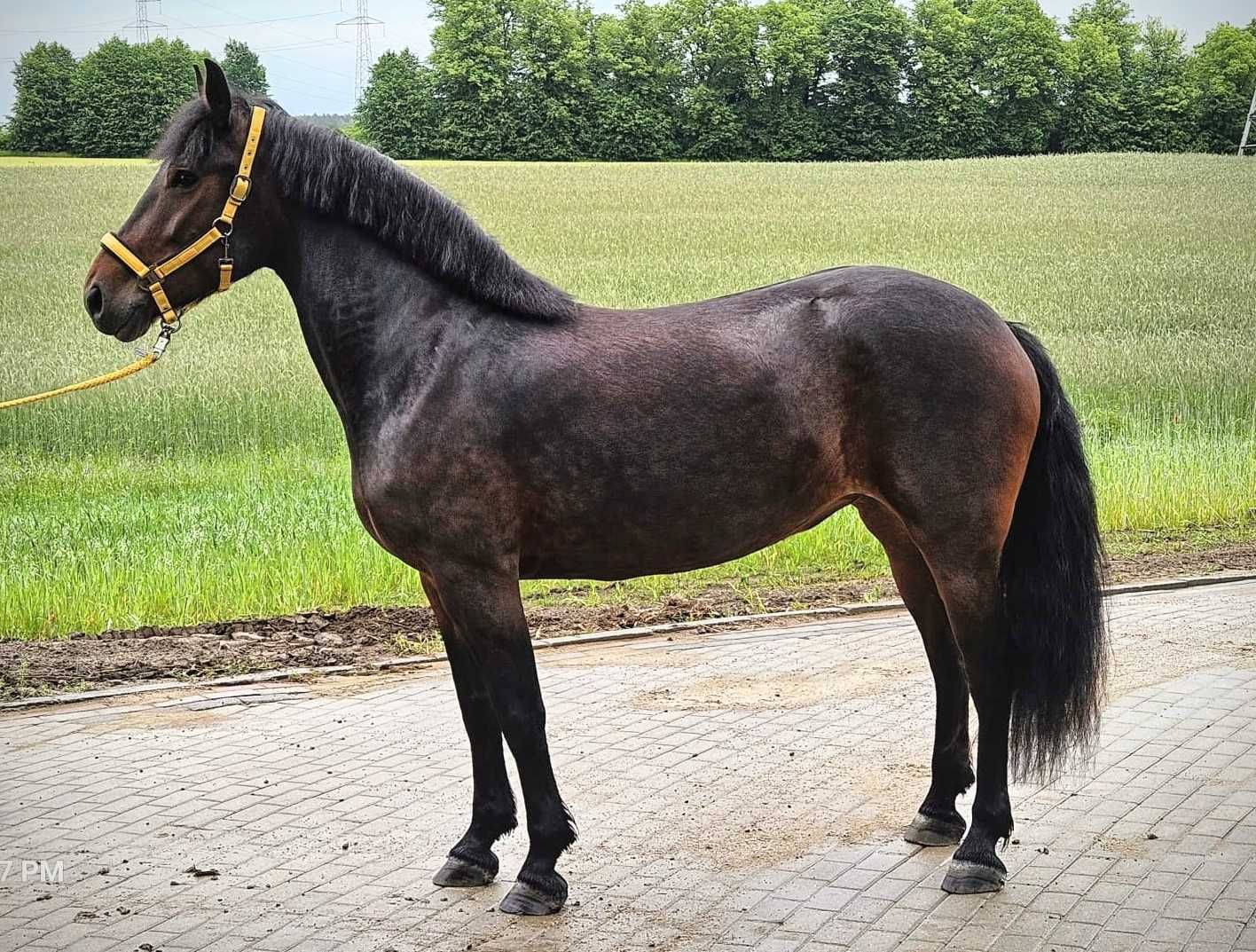 Ładna i grzeczna klacz , 6 lat