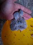 1 loris maluccanus para criar a mao disponível